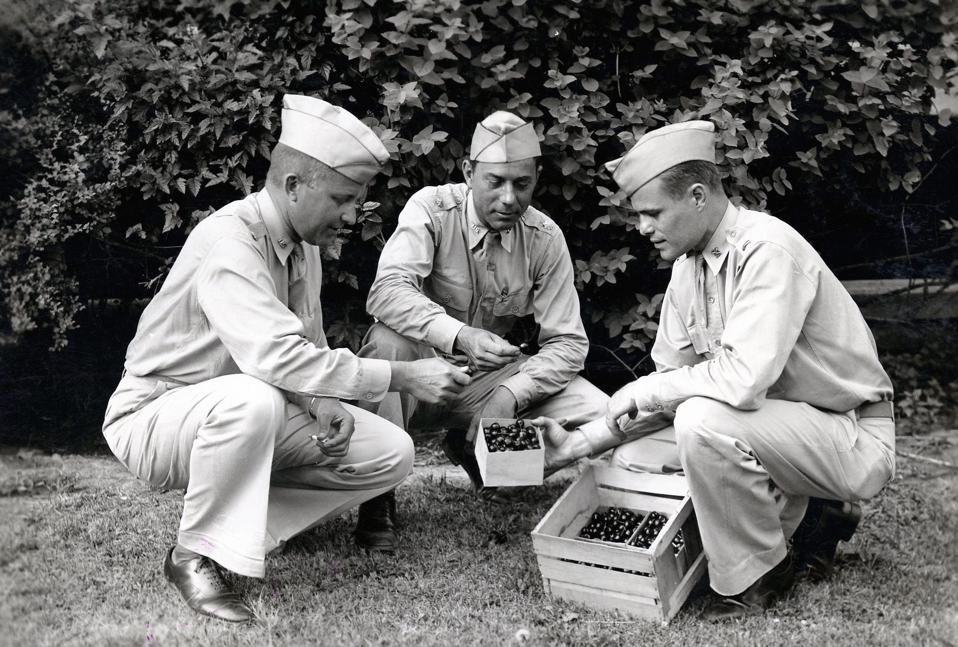 Soldiers picking cherries